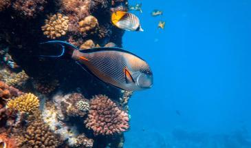 Snorkeling in Aqaba - Events and Activities - Nebo Tours - Tours and Travel Services in Jordan